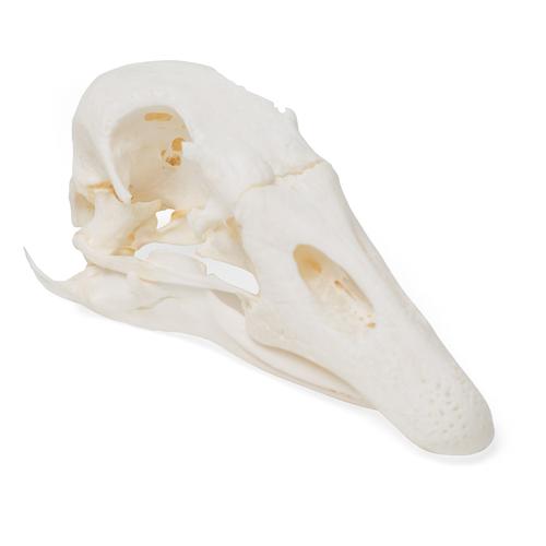 Crânio de ganso (Anser anser domesticus), preparado, 1021035 [T30042], Estomatologia