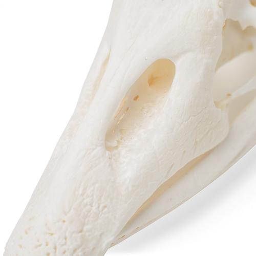Crânio de ganso (Anser anser domesticus), preparado, 1021035 [T30042], Ornitologia (pássaros)