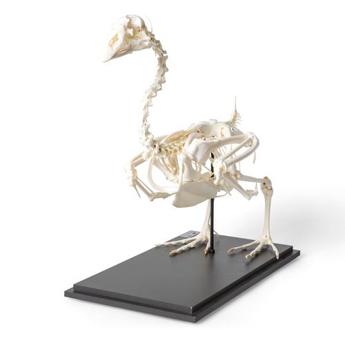 Esqueleto de ganso (Anser anser domesticus), preparado, 1021033 [T300451], Pássaros