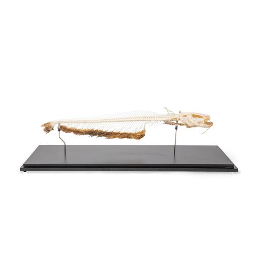 Esqueleto de siluro (Silurus glanis), preparado, 1020964 [T300461], Ictiologia