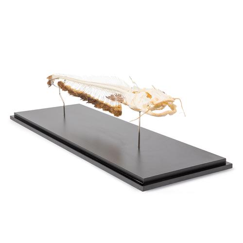 Esqueleto de siluro (Silurus glanis), preparado, 1020964 [T300461], Peixes