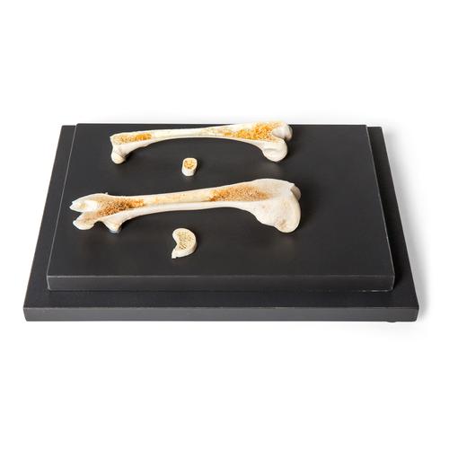 Estrutura de um osso de ave e de mamífero, preparado, 1021045 [T30053], Anatomia Comparativa