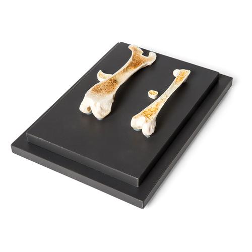 Estrutura de um osso de ave e de mamífero, preparado, 1021045 [T30053], Anatomia Comparativa