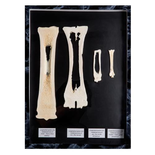 Ossos mêdios da mão e do pê de mamífero, 1021047 [T30055], Anatomia Comparativa