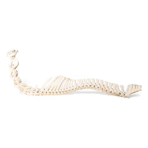 Cavalo (Equus ferus caballus), coluna vertebral, montado de forma flexível, 1021048 [T30056], Osteologia