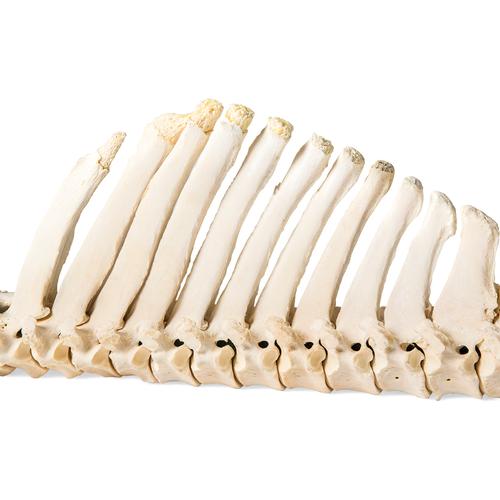 Cavalo (Equus ferus caballus), coluna vertebral, montado de forma flexível, 1021048 [T30056], Gado