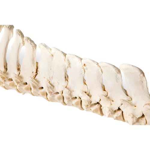 Cavalo (Equus ferus caballus), coluna vertebral, montado de forma flexível, 1021048 [T30056], Gado