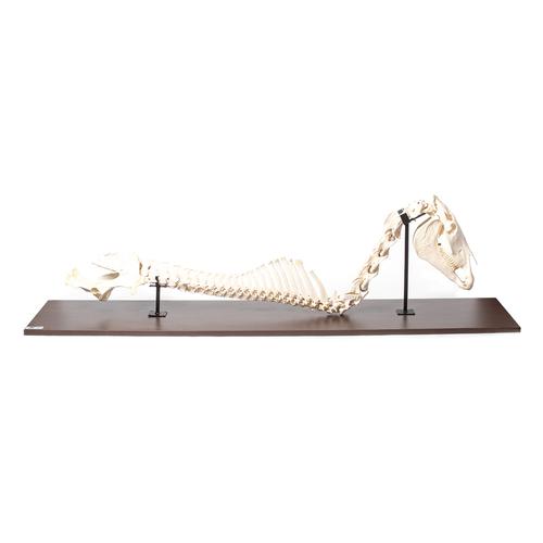 Cavalo (Equus ferus caballus), coluna vertebral + cabeça, montado de forma fixa, 1021050 [T30057], Osteologia