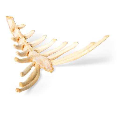 Cavalo (Equus ferus caballus), esterno, 1021055 [T30059], Osteologia