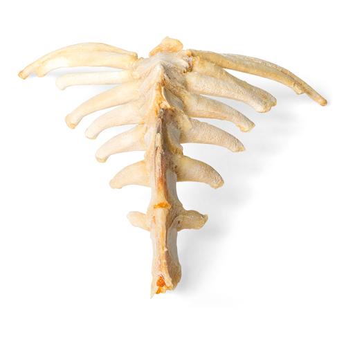 Cavalo (Equus ferus caballus), esterno, 1021055 [T30059], Osteologia