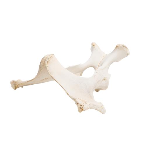 Cavalo (Equus ferus caballus), pelve, 1021056 [T30060], Osteologia