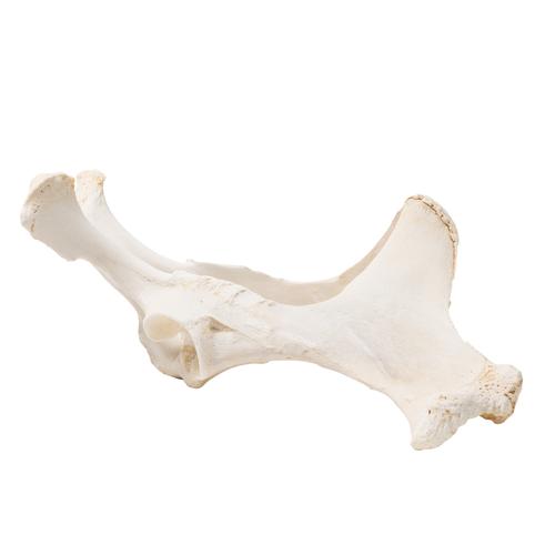 Cavalo (Equus ferus caballus), pelve, 1021056 [T30060], Osteologia