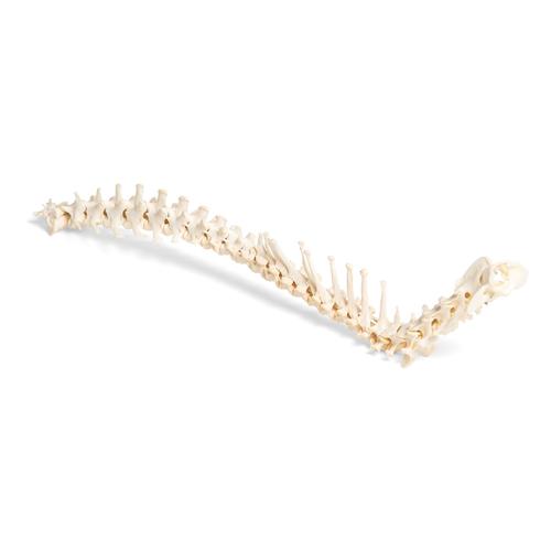 Cachorro (Canis lupus familiaris), coluna vertebral, montado de forma flexível, 1021057 [T30061], Osteologia