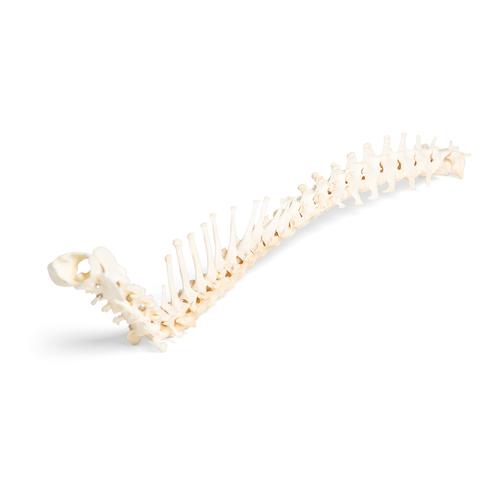 Cachorro (Canis lupus familiaris), coluna vertebral, montado de forma flexível, 1021057 [T30061], Osteologia
