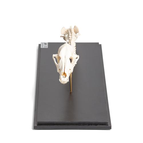 Cachorro (Canis lupus familiaris), coluna vertebral + cabeça, montado de forma fixa, 1021058 [T30062], Osteologia