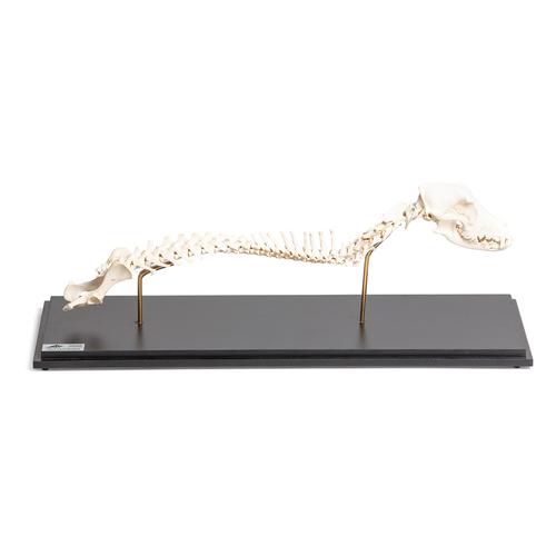 Cachorro (Canis lupus familiaris), coluna vertebral + cabeça, montado de forma fixa, 1021058 [T30062], Osteologia