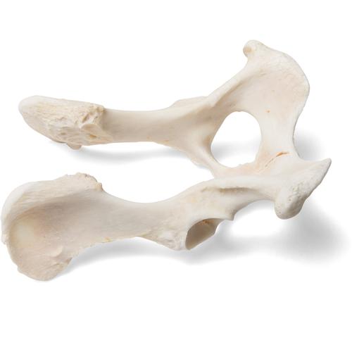 Cachorro (Canis lupus familiaris), pelve, 1021062 [T30065], Osteologia