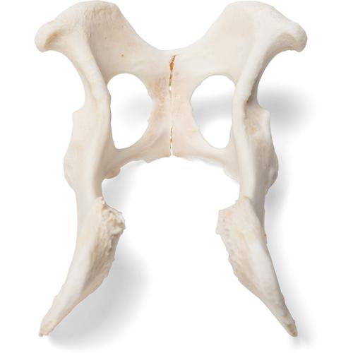 Cachorro (Canis lupus familiaris), pelve, 1021062 [T30065], Osteologia