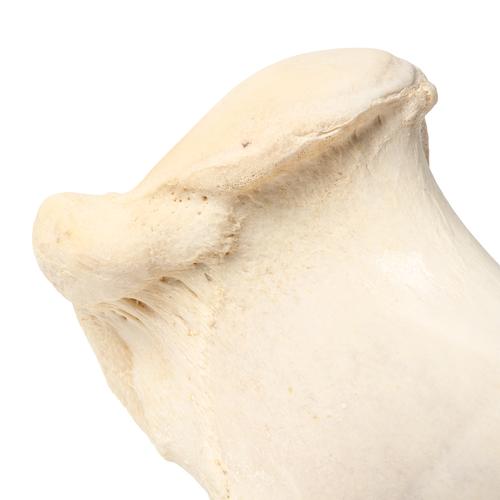 Mamífero úmero, 1021066 [T30067], Osteologia