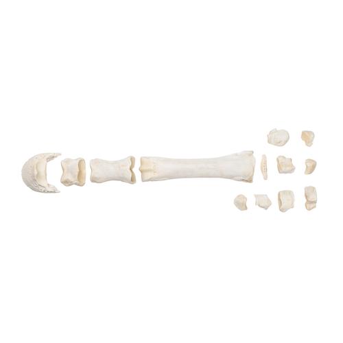 Cavalo carpo, 1021067 [T30068], Osteologia