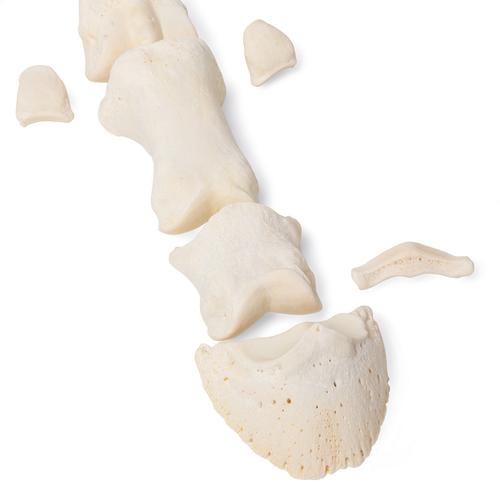 Cavalo metatarso, 1021068 [T30069], Osteologia