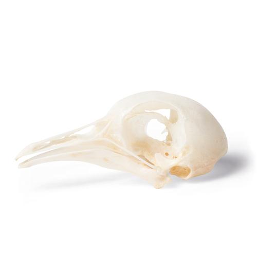 Crânio de pombo (Columba livia domestica), preparado, 1020984 [T30071], Pássaros