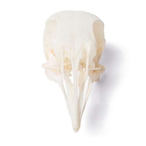 Crânio de pombo (Columba livia domestica), preparado, 1020984 [T30071], Pássaros