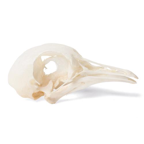 Crânio de pombo (Columba livia domestica), preparado, 1020984 [T30071], Estomatologia