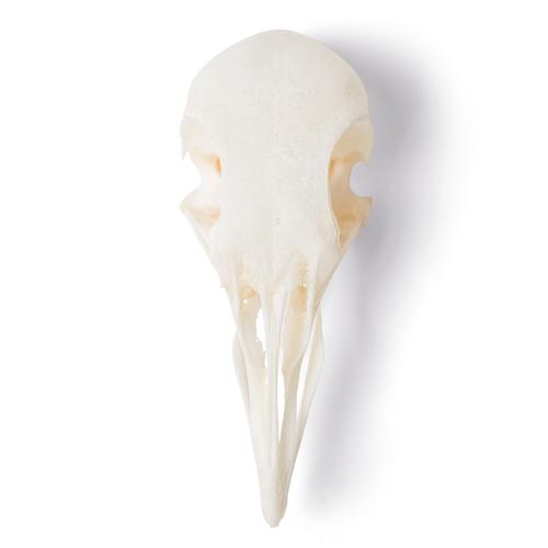 Crânio de pombo (Columba livia domestica), preparado, 1020984 [T30071], Ornitologia (pássaros)