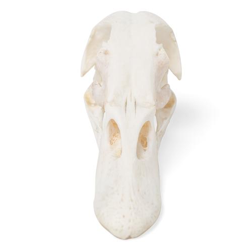 Crânio de pato (Anas platyrhynchis domestica), preparado, 1020981 [T30072], Ornitologia (pássaros)