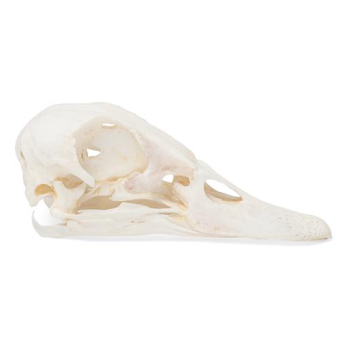 Crânio de pato (Anas platyrhynchis domestica), preparado, 1020981 [T30072], Pássaros