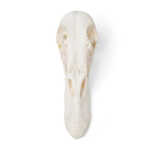 Crânio de pato (Anas platyrhynchis domestica), preparado, 1020981 [T30072], Estomatologia