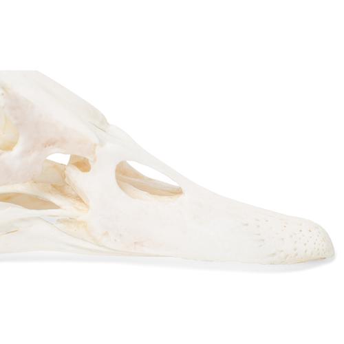 Crânio de pato (Anas platyrhynchis domestica), preparado, 1020981 [T30072], Pássaros