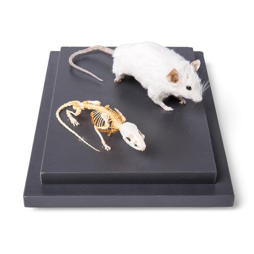 Camundongo e esqueleto de camundongo (Mus musculus) em vitrine, preparados, 1021039 [T310011], Pequenos Animais