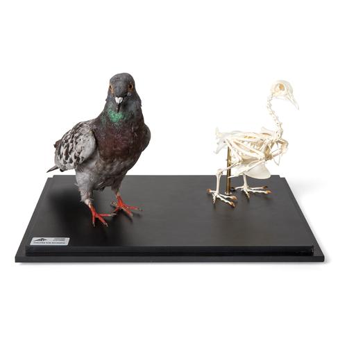 Pombo e esqueleto de pombo (Columba livia domestica), em vitrine, preparados, 1021040 [T310051], Pássaros