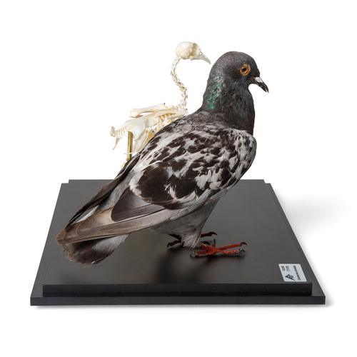 Pombo e esqueleto de pombo (Columba livia domestica), em vitrine, preparados, 1021040 [T310051], Ornitologia (pássaros)