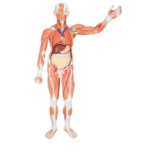 Figura muscular masculina em tamanho natural, 37 partes, 1001235 [VA01], Modelo de musculatura