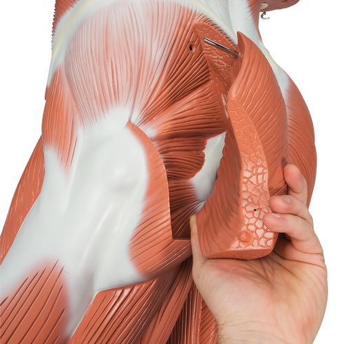 Figura muscular masculina em tamanho natural, 37 partes, 1001235 [VA01], Modelo de musculatura