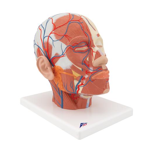Musculatura da cabeça, com vasos sanguíneos, 1001240 [VB128], Modelo de cabeça