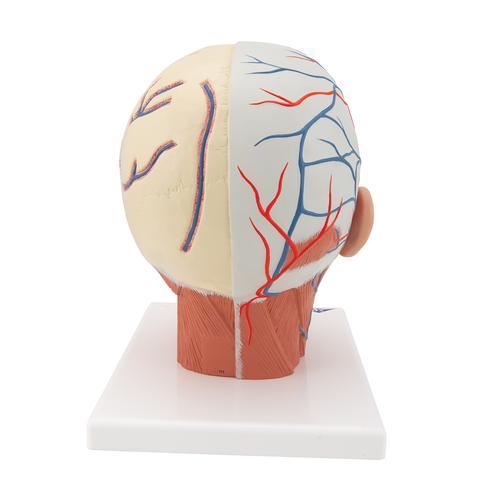 Musculatura da cabeça, com vasos sanguíneos, 1001240 [VB128], Modelo de cabeça