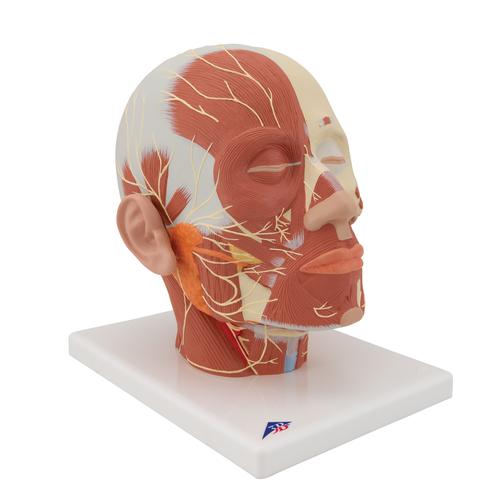 Musculatura da cabeça com adição de nervos, 1008543 [VB129], Modelo de cabeça