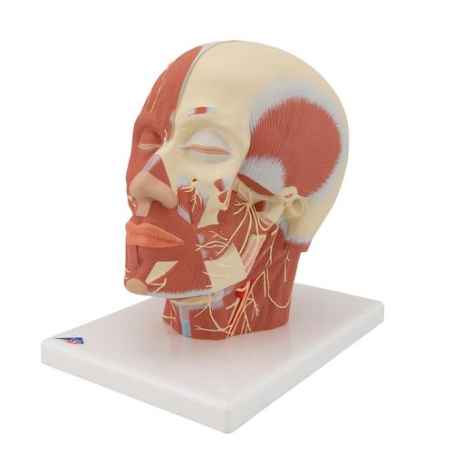 Musculatura da cabeça com adição de nervos, 1008543 [VB129], Modelo de cabeça