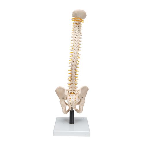 Coluna flexível com discos intervertebrais macios, 1008545 [VB84], Modelo de coluna vertebral