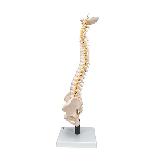Coluna flexível com discos intervertebrais macios, 1008545 [VB84], Modelo de coluna vertebral