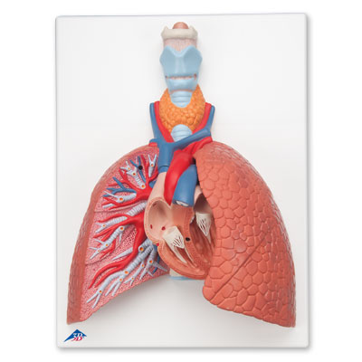 Modelo de pulmão, 5 partes, 1001243 [VC243], Modelo de pulmão