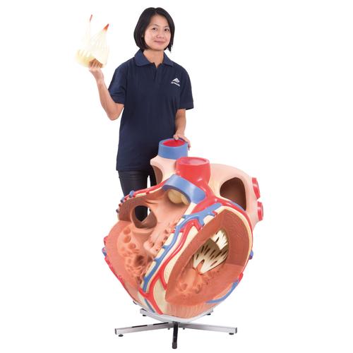 Coração gigante, 8 vezes o tamanho natural, 1001244 [VD250], Modelo de coração e circulação