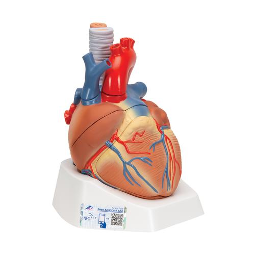 Coração, 7 partes, 1008548 [VD253], Modelo de coração e circulação
