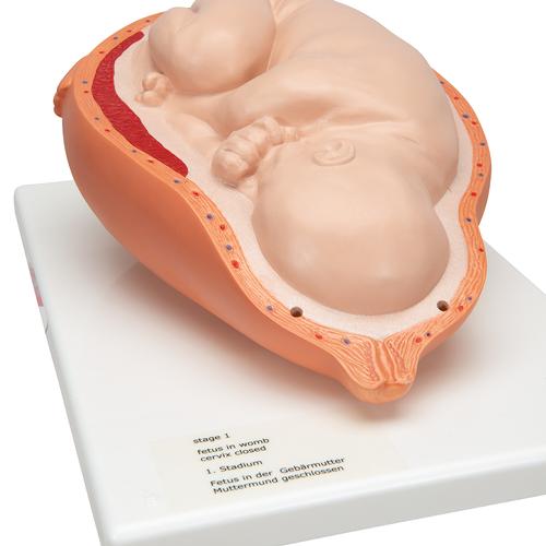 Modelo de processo de nascimento, 1001258 [VG392], Modelo de gravidez