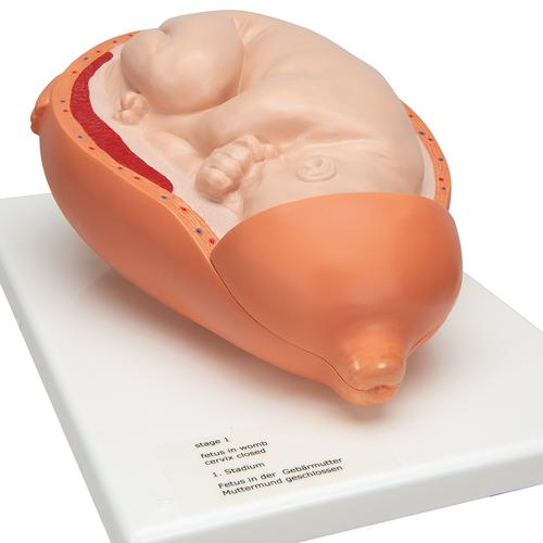 Modelo de processo de nascimento, 1001258 [VG392], Modelo de gravidez