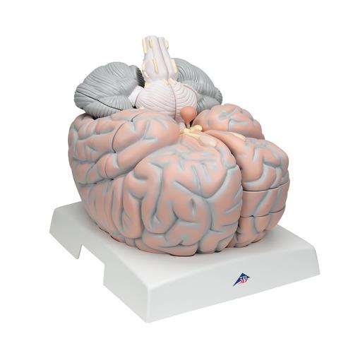 Cérebro gigante, 2.5 vezes o tamanho natural, 14 partes, 1001261 [VH409], Modelo de cérebro